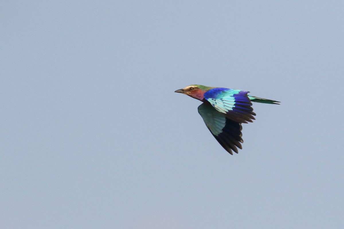 Lilac-breasted Roller - ML215332491
