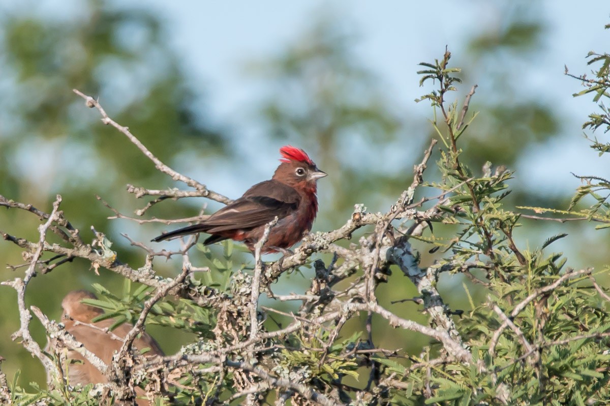 Red-crested Finch - ML215335061