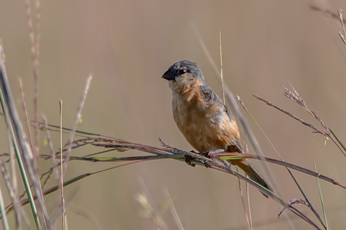 Tawny-bellied Seedeater - ML215335151