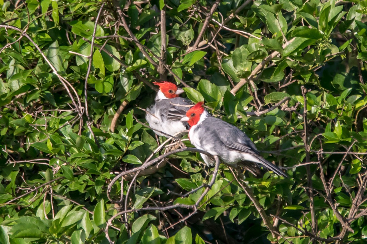 Red-crested Cardinal - ML215335181