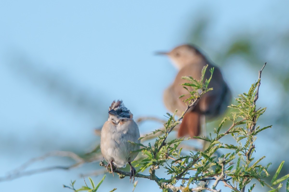 Rufous-collared Sparrow - ML215335301