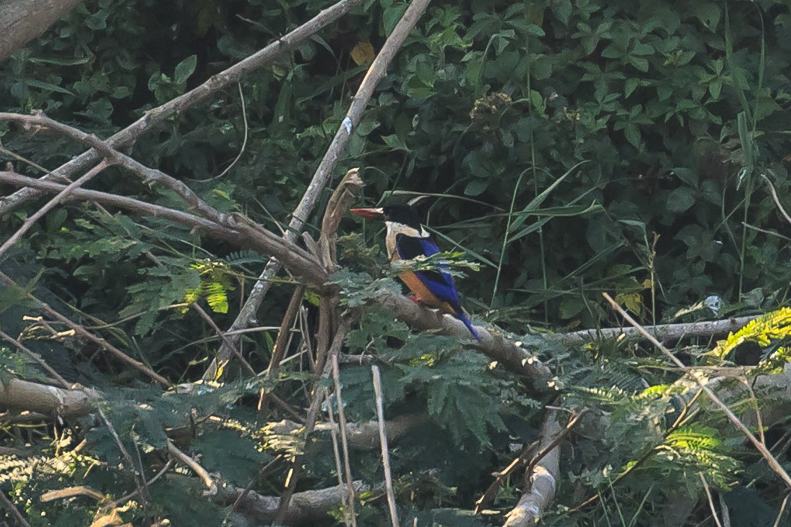 Black-capped Kingfisher - H Chen-Cheng