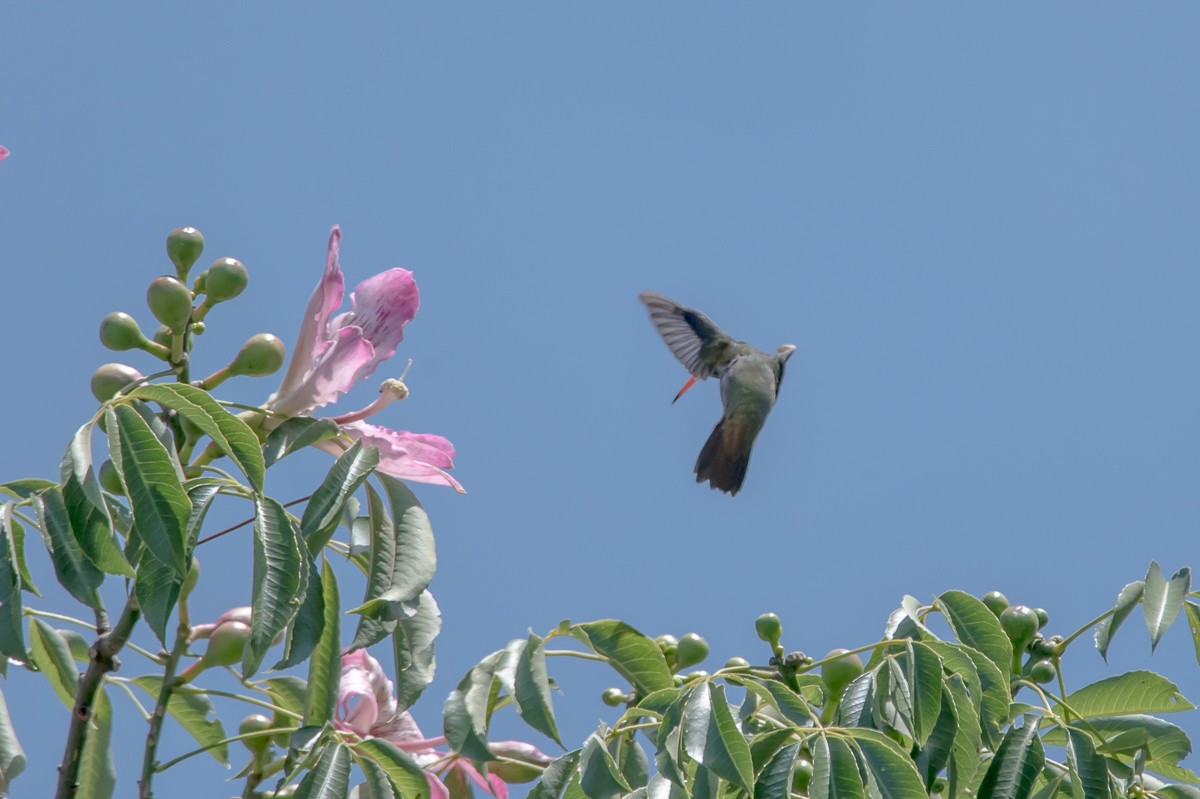 Gilded Hummingbird - Victor Hugo Michelini