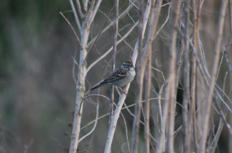 Chipping Sparrow - Derek LaFlamme