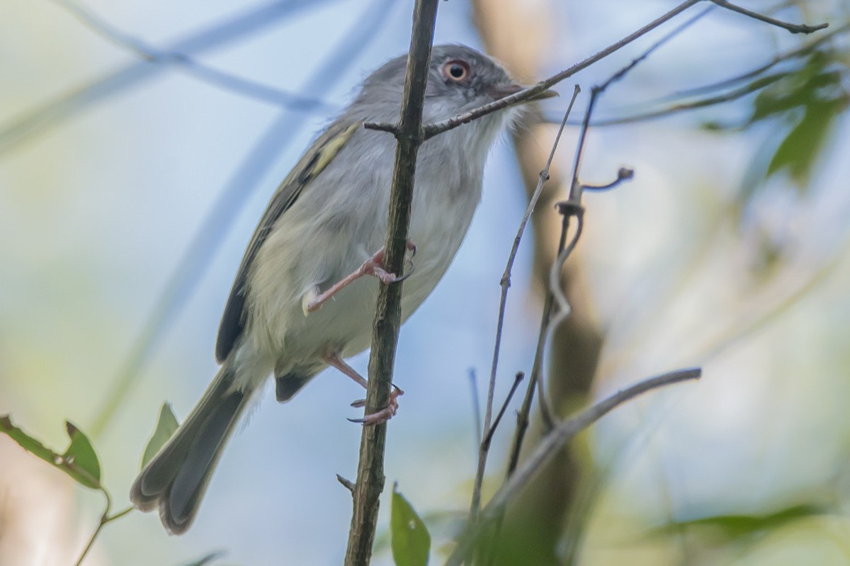 Pearly-vented Tody-Tyrant - ML215336401