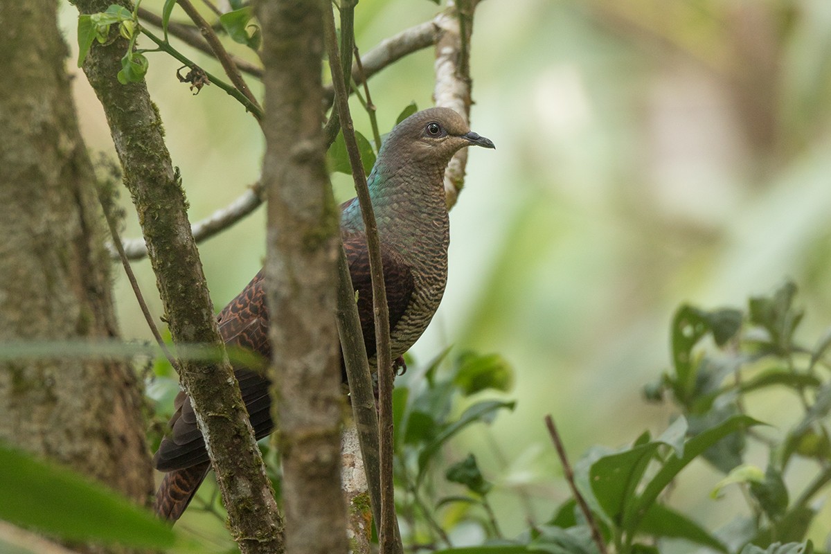 Barred Cuckoo-Dove - Wich’yanan Limparungpatthanakij