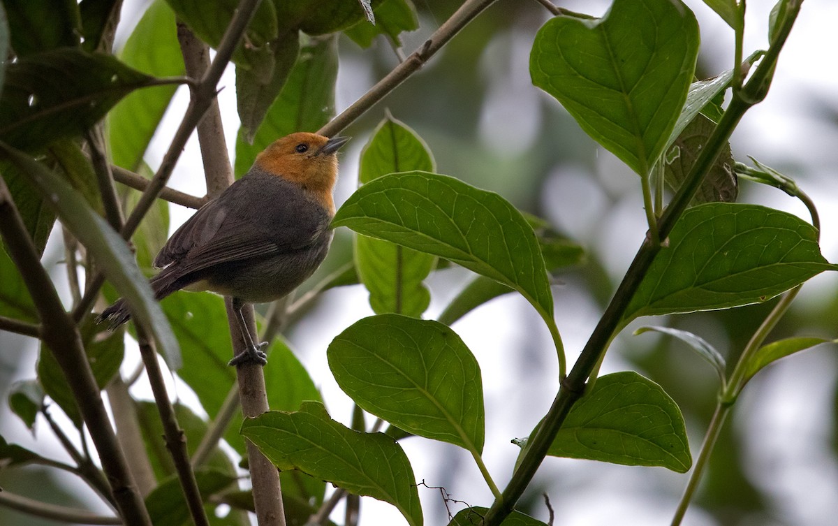 Brown-flanked Tanager - ML215339591
