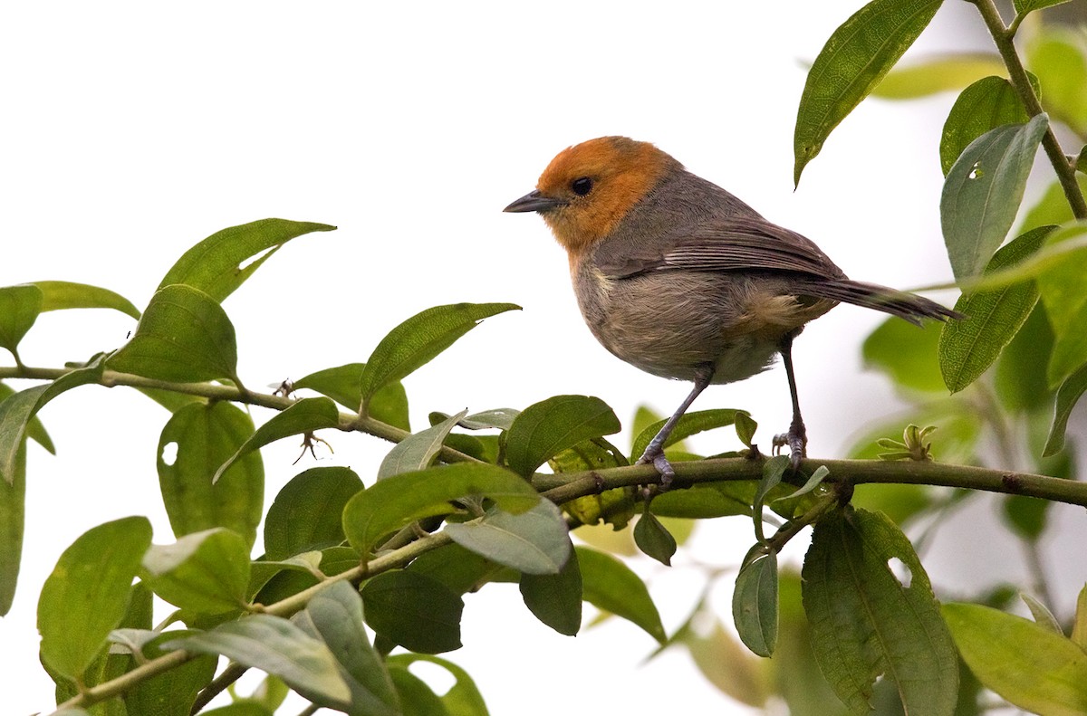 Brown-flanked Tanager - ML215339601
