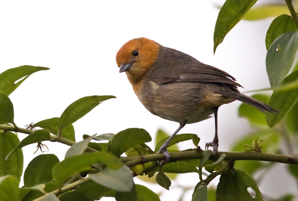 Brown-flanked Tanager - ML215339631