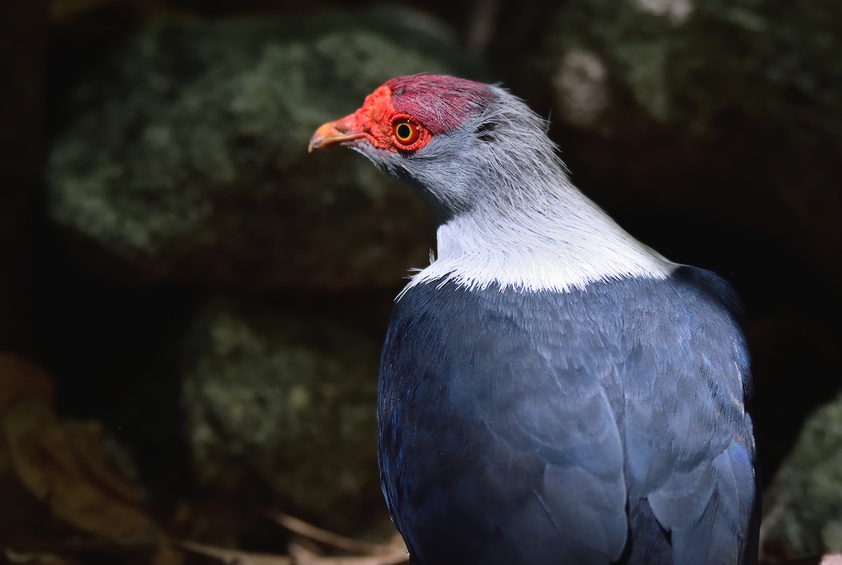 Seychelles Blue-Pigeon - ML215341041