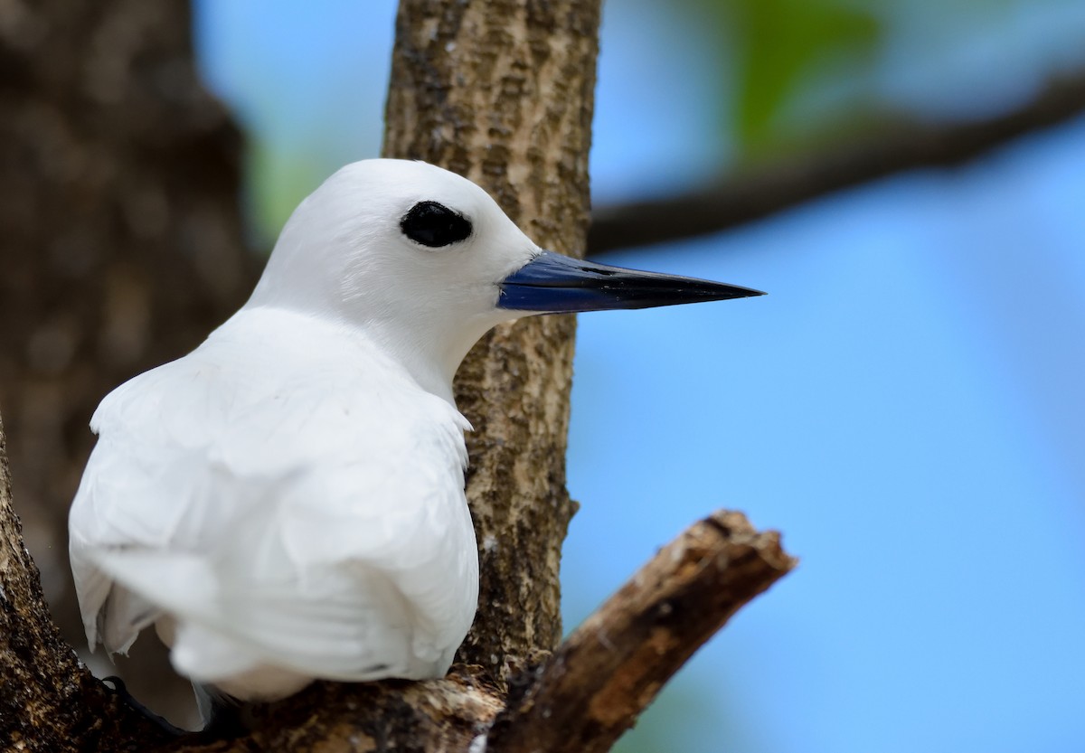White Tern - Ori Davidor