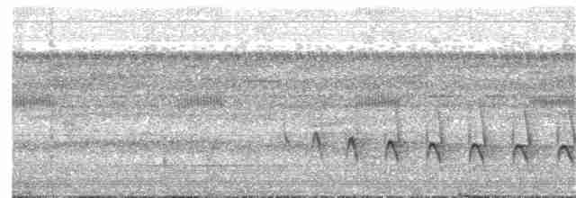 Weißflanken-Ameisenschlüpfer - ML215346661