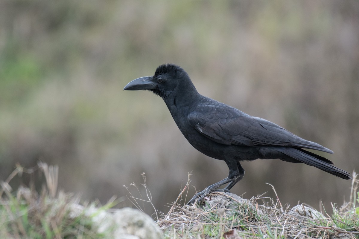 Large-billed Crow - ML215348361