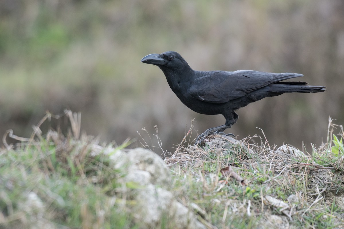 Large-billed Crow - ML215348391