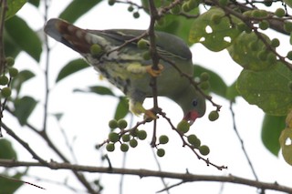 African Green-Pigeon, ML215351461