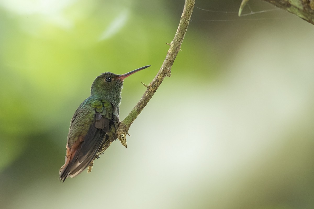 Rufous-tailed Hummingbird - Niall D Perrins