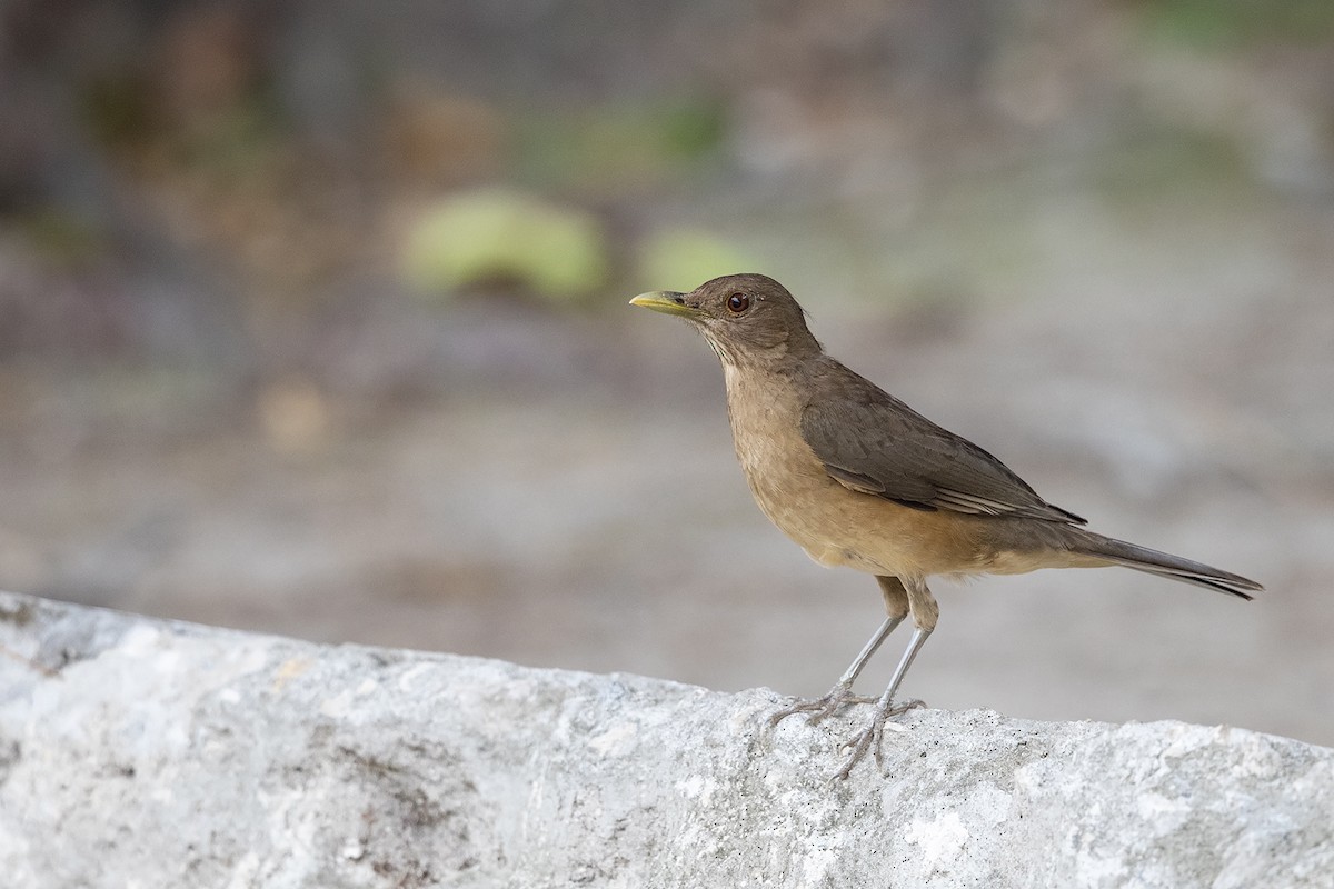 Clay-colored Thrush - Niall D Perrins
