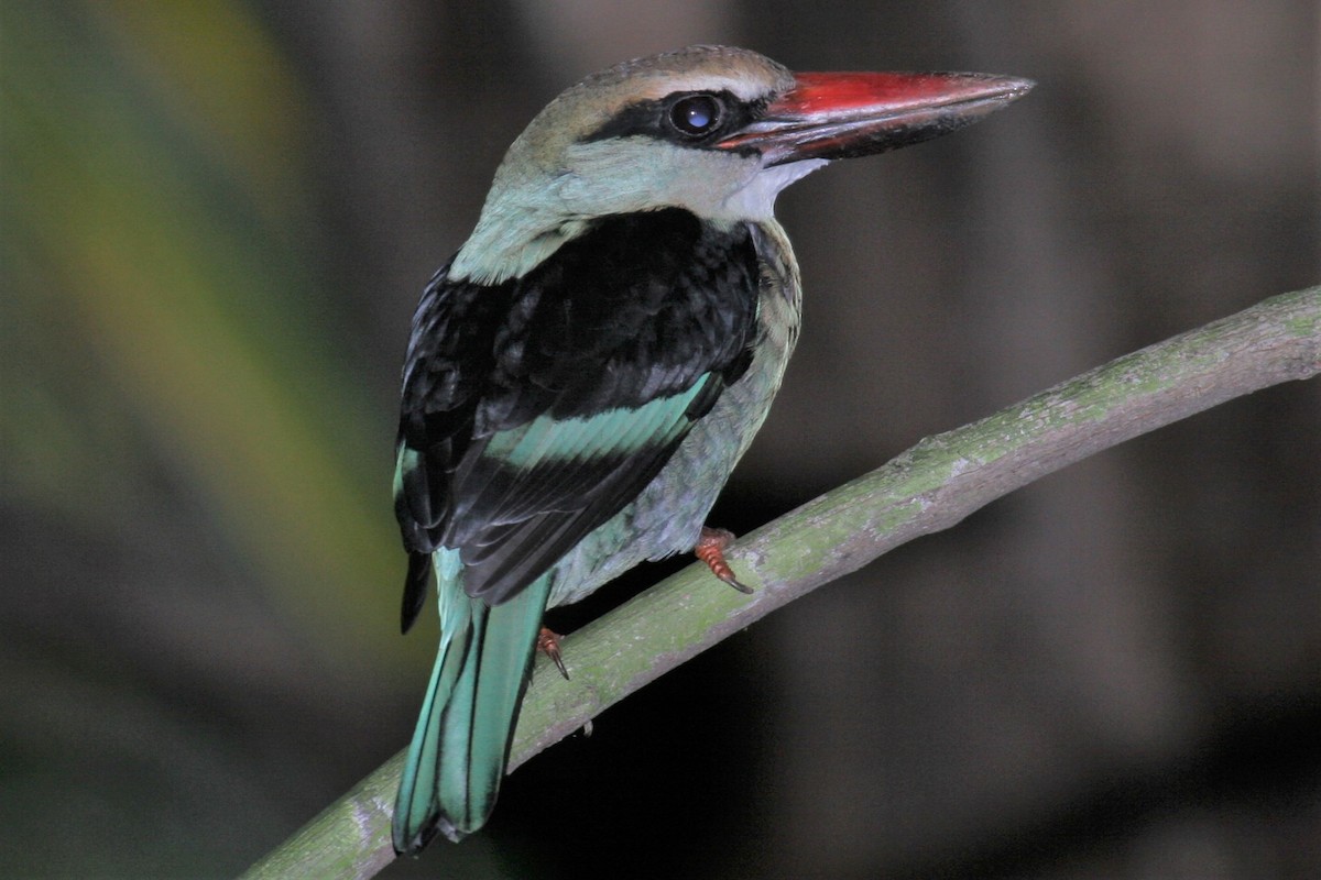 Blue-breasted Kingfisher - Fabio Olmos