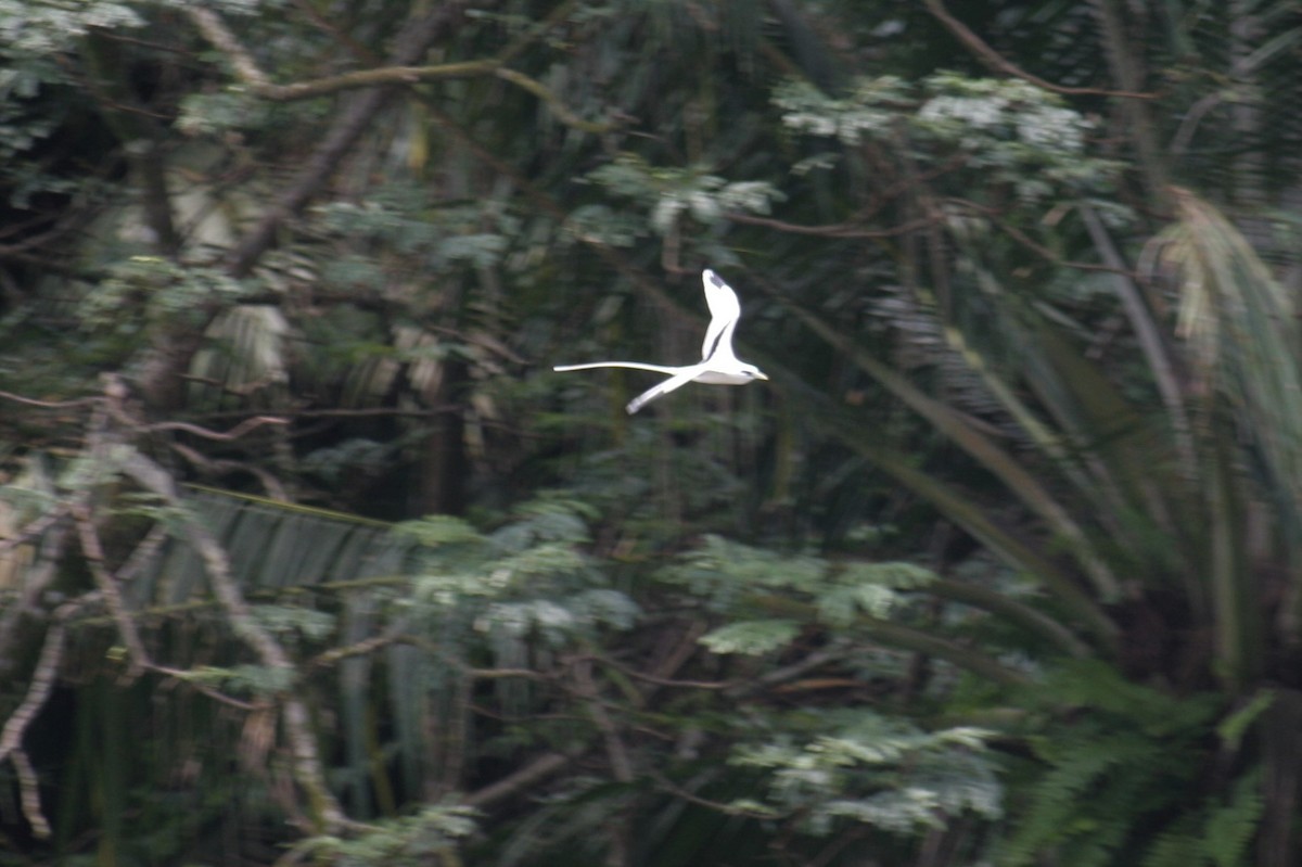 Weißschwanz-Tropikvogel - ML215352271