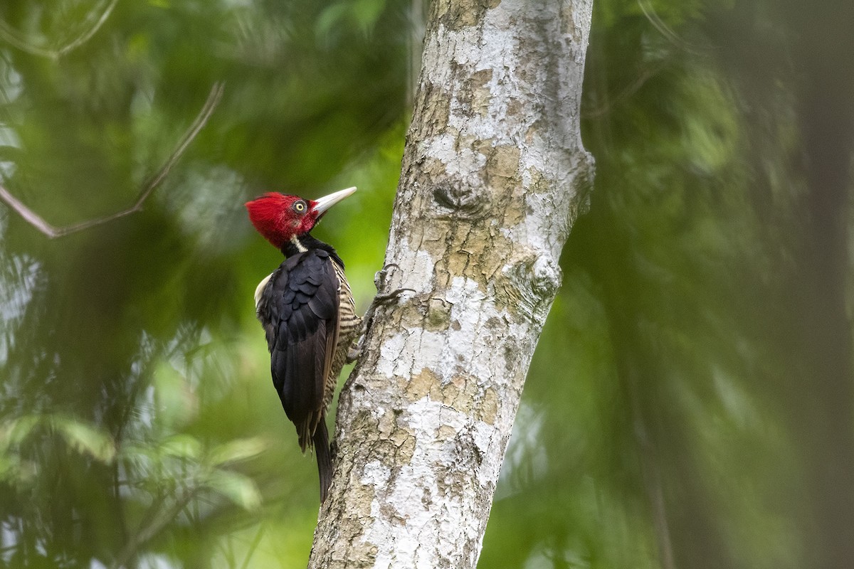 Pale-billed Woodpecker - ML215352611