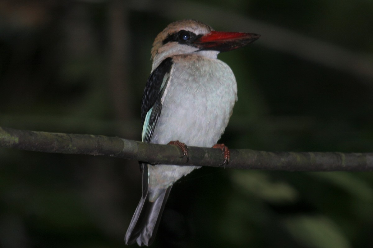 Blue-breasted Kingfisher - ML215352981