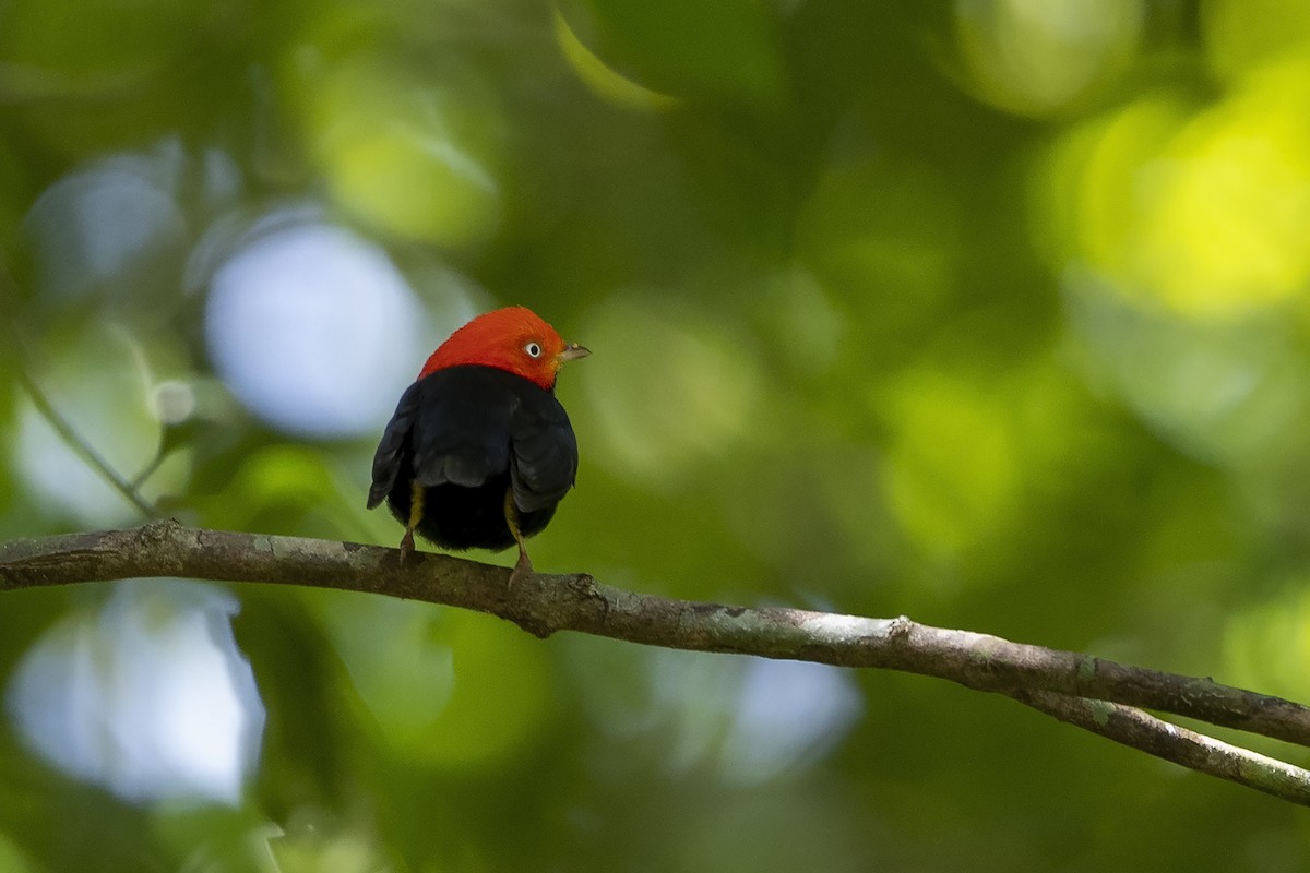 Red-capped Manakin - ML215353491