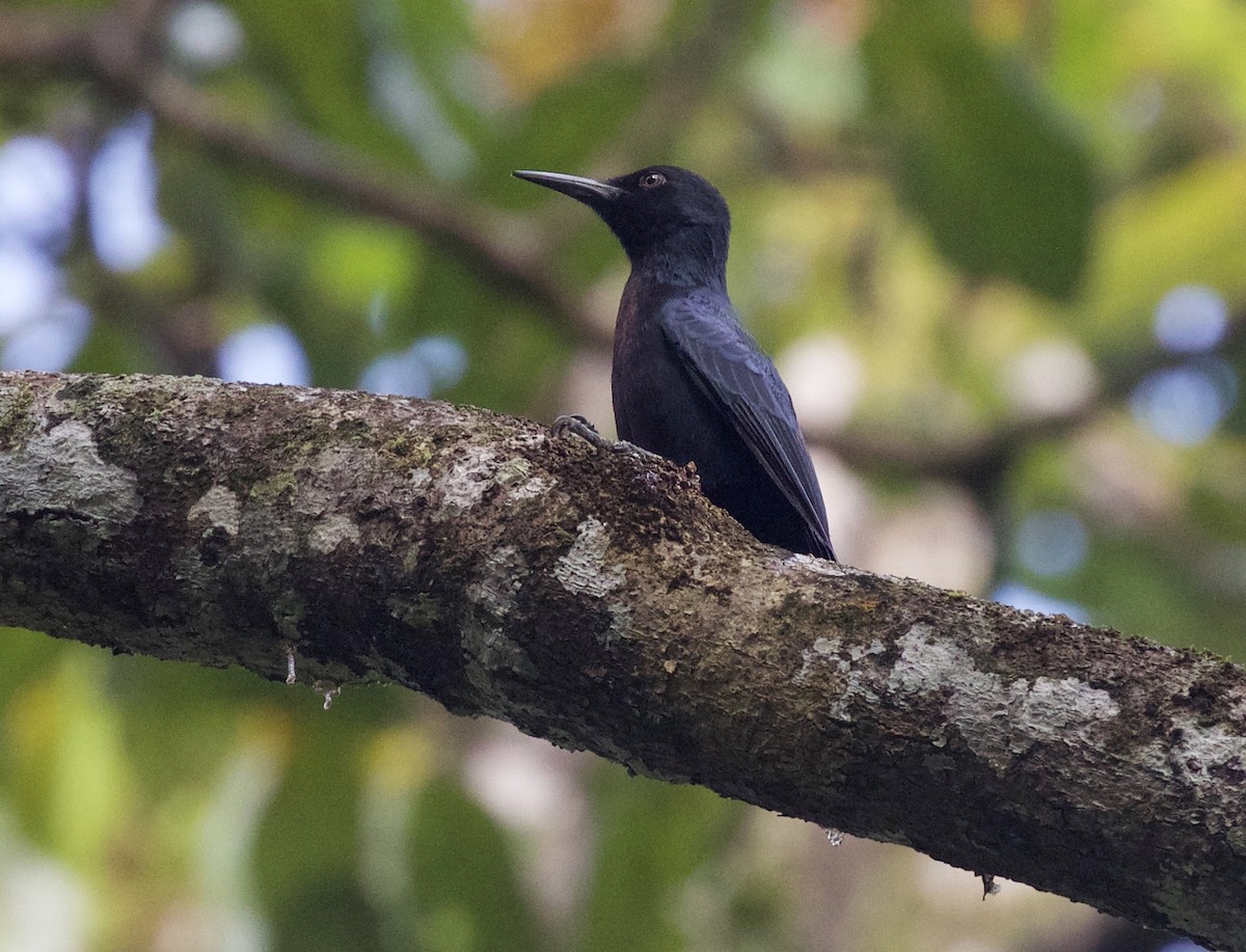Guadeloupe Woodpecker - ML215354011