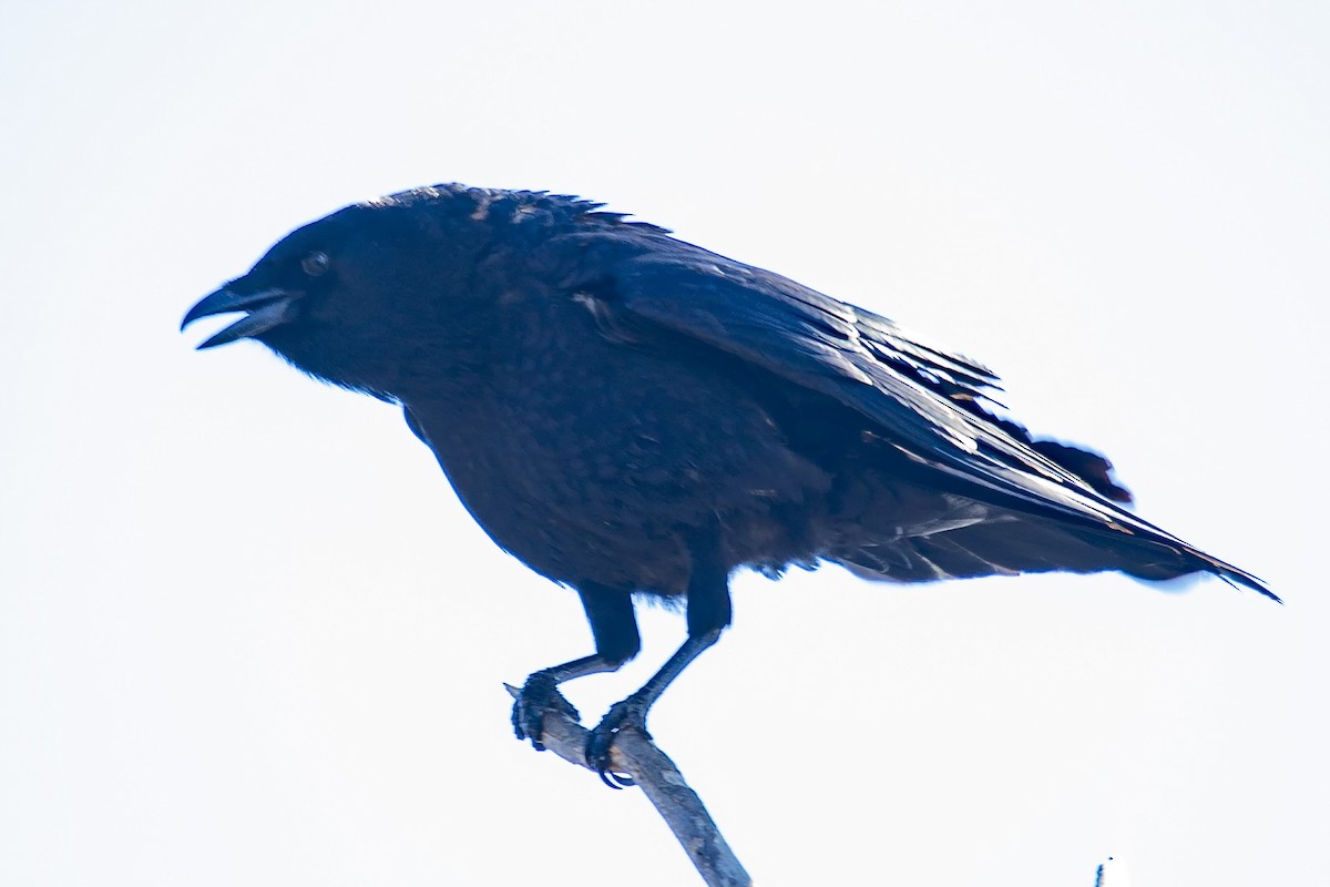 American Crow - ML215354191