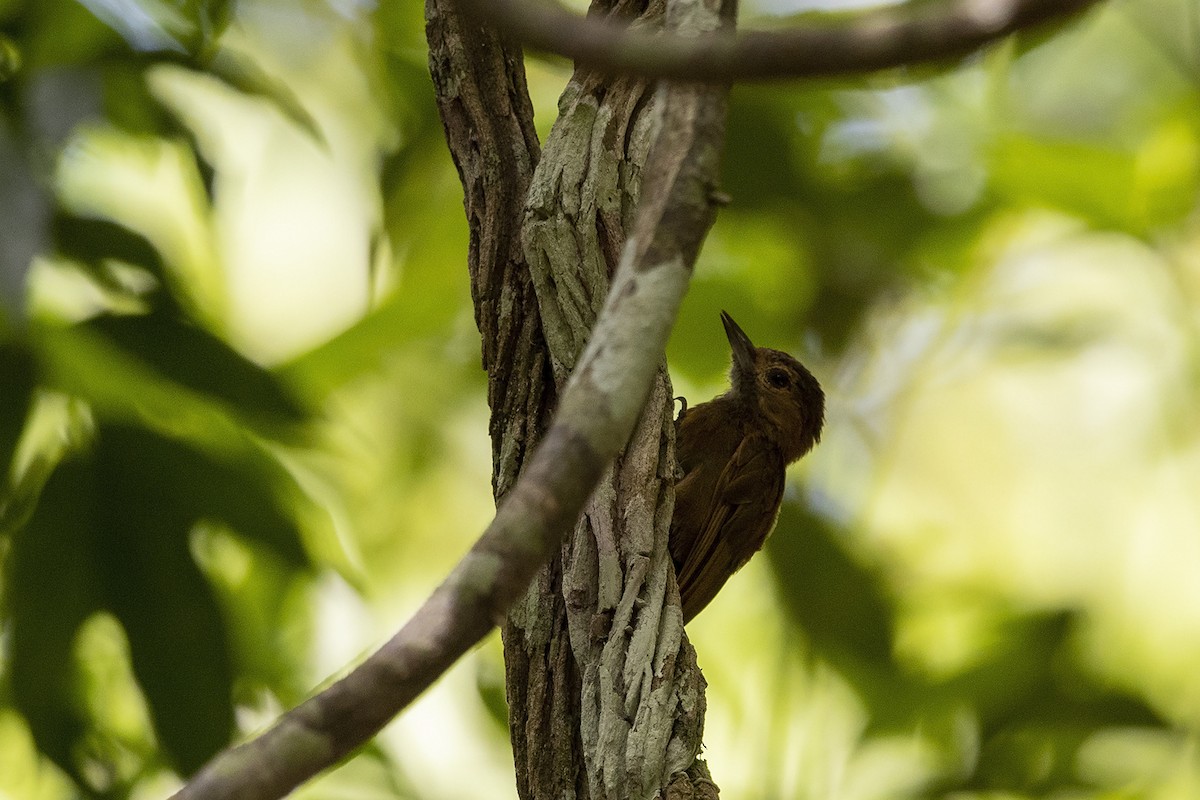 Smoky-brown Woodpecker - ML215354811