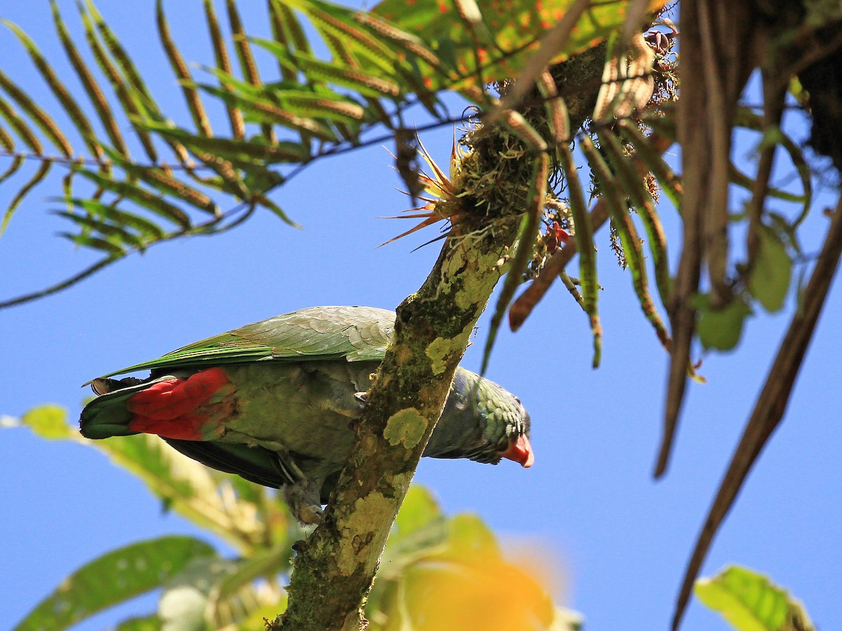 Red-billed Parrot - ML215355031