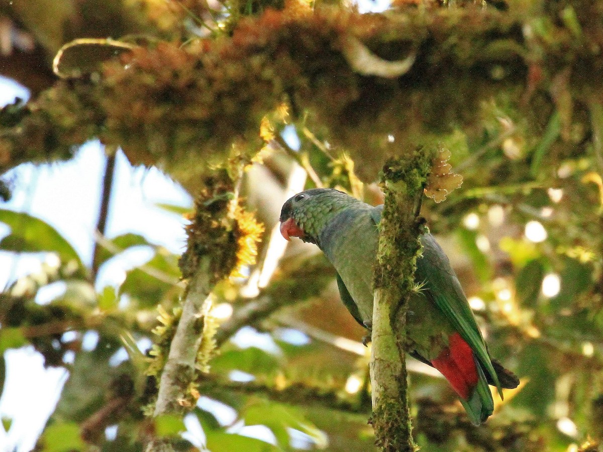 Red-billed Parrot - ML215355041
