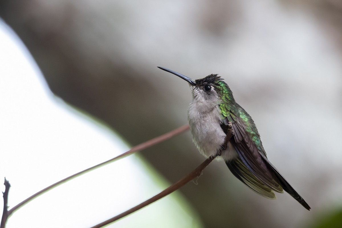 Wedge-tailed Sabrewing (Wedge-tailed) - Niall D Perrins