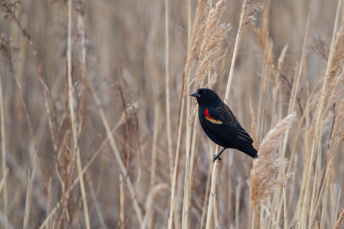 Red-winged Blackbird - ML215356751