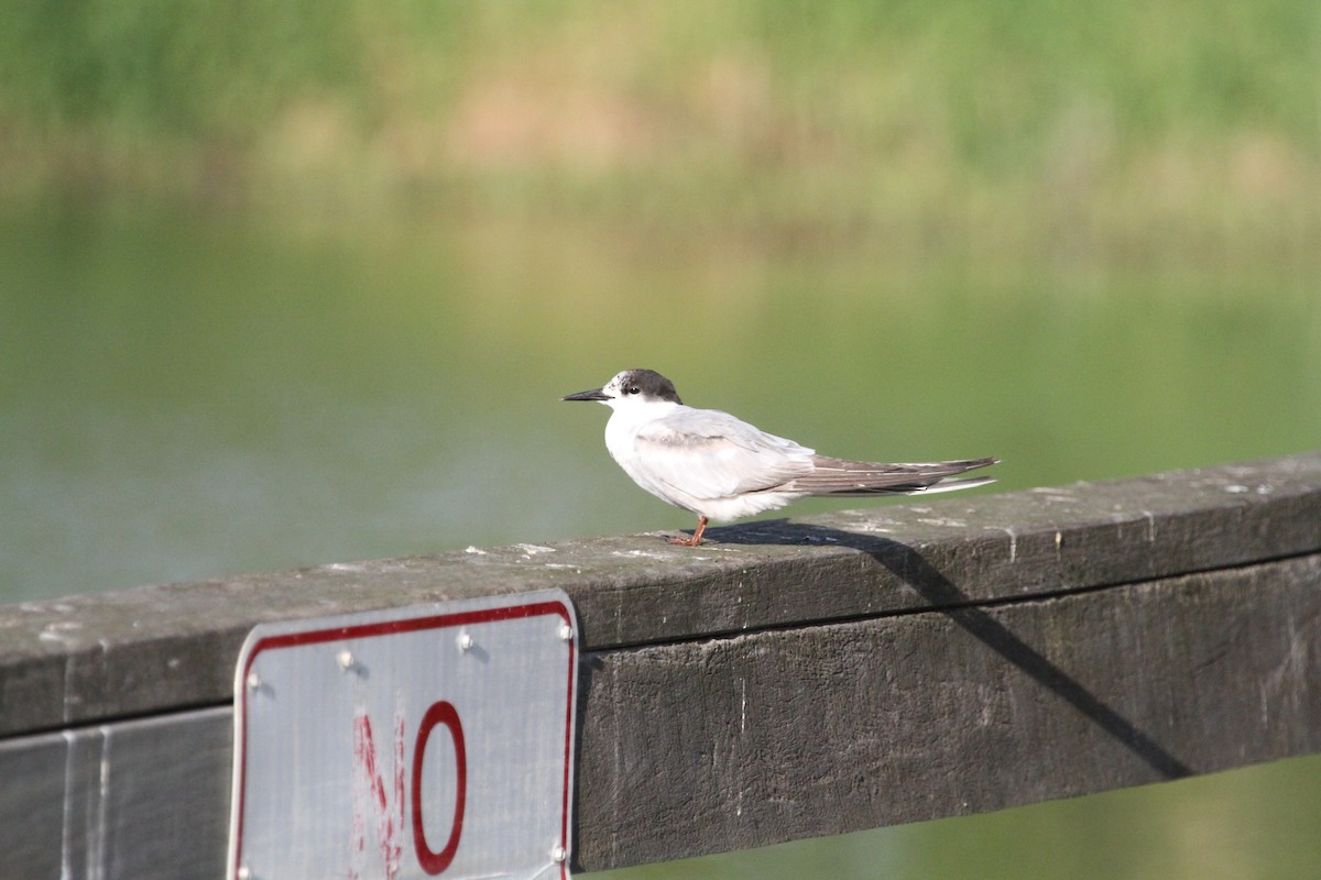 Common Tern - Stuart Pickering