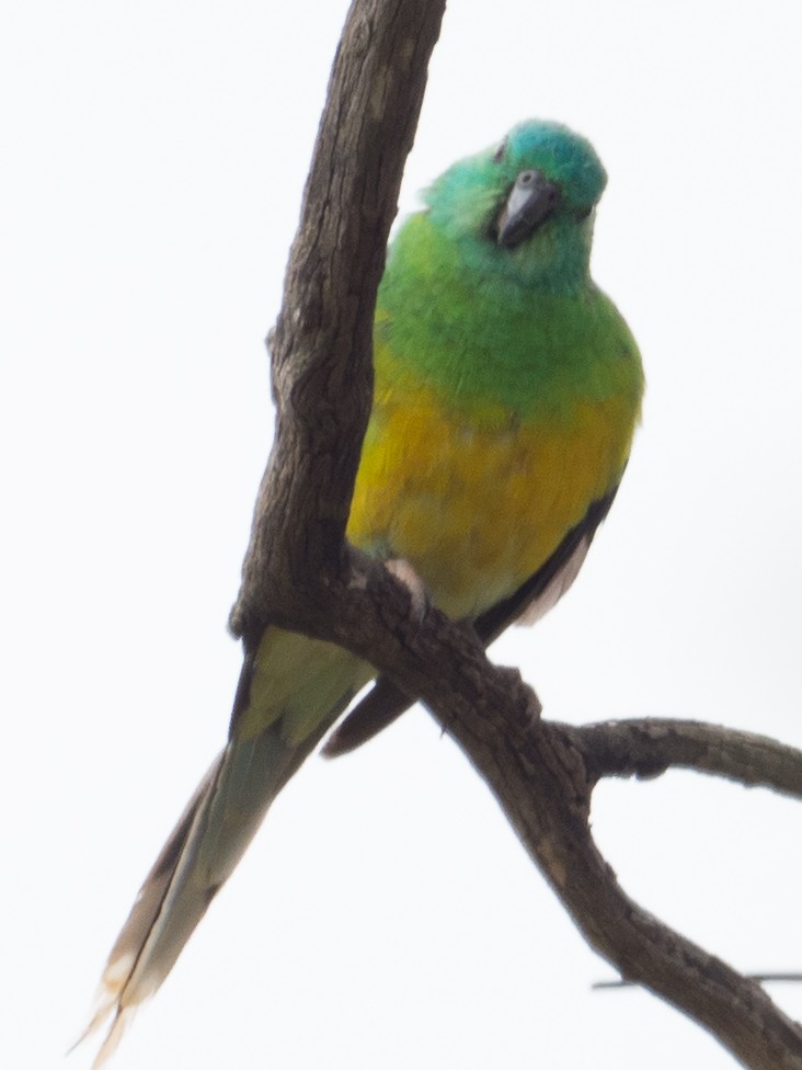 Red-rumped Parrot - ML215365601