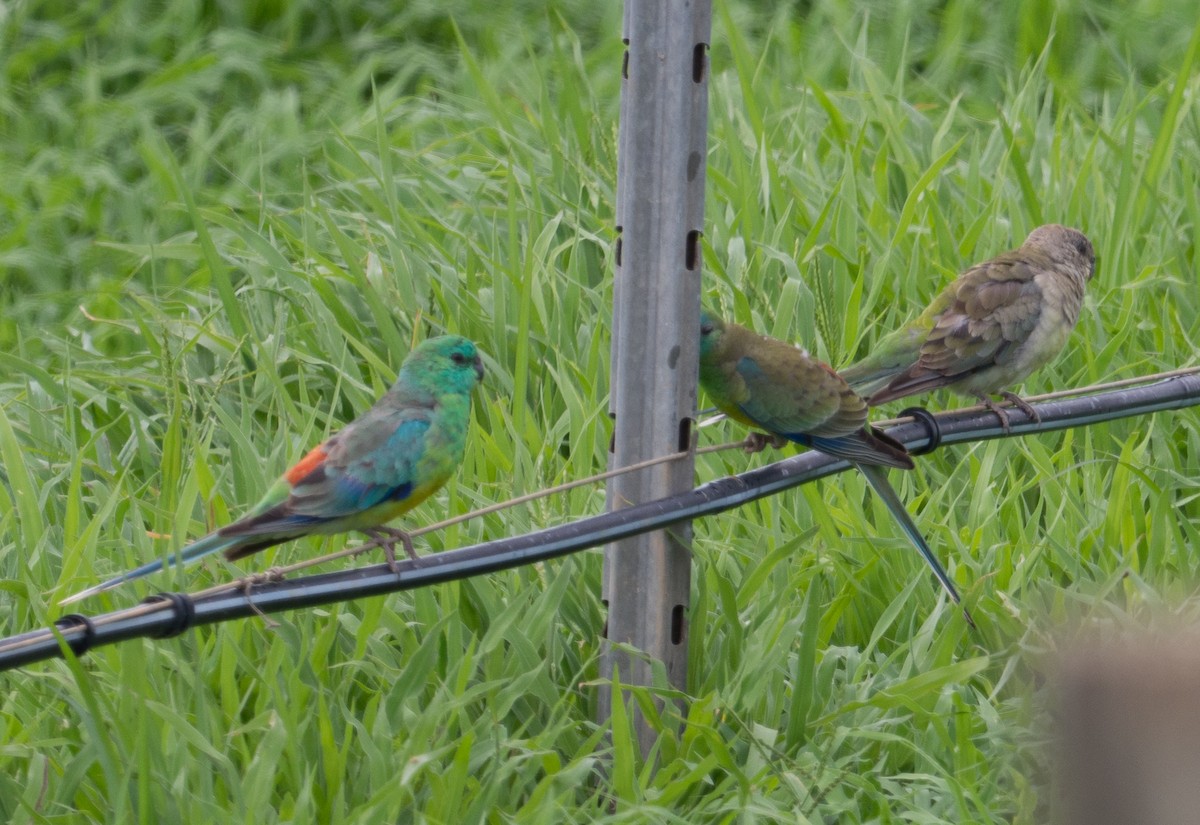 Red-rumped Parrot - ML215365611