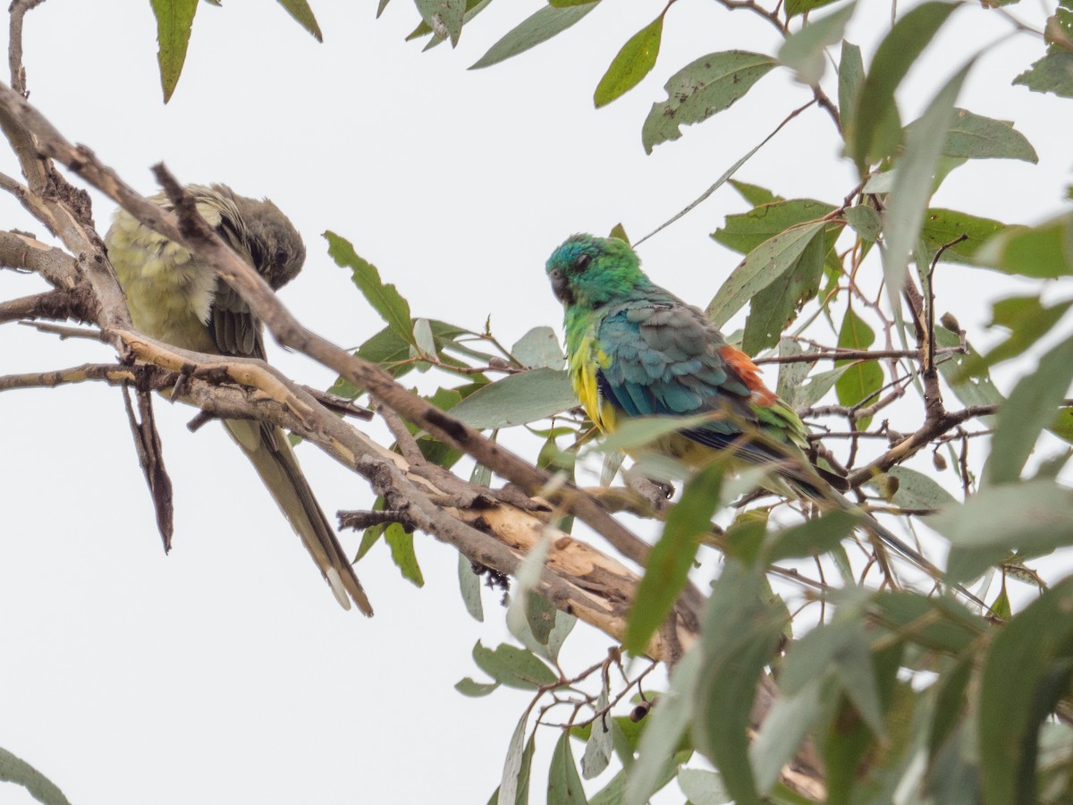 Red-rumped Parrot - ML215365621