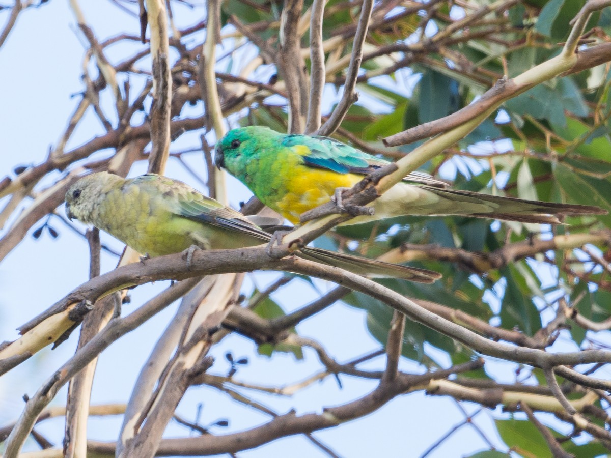 Red-rumped Parrot - ML215365631