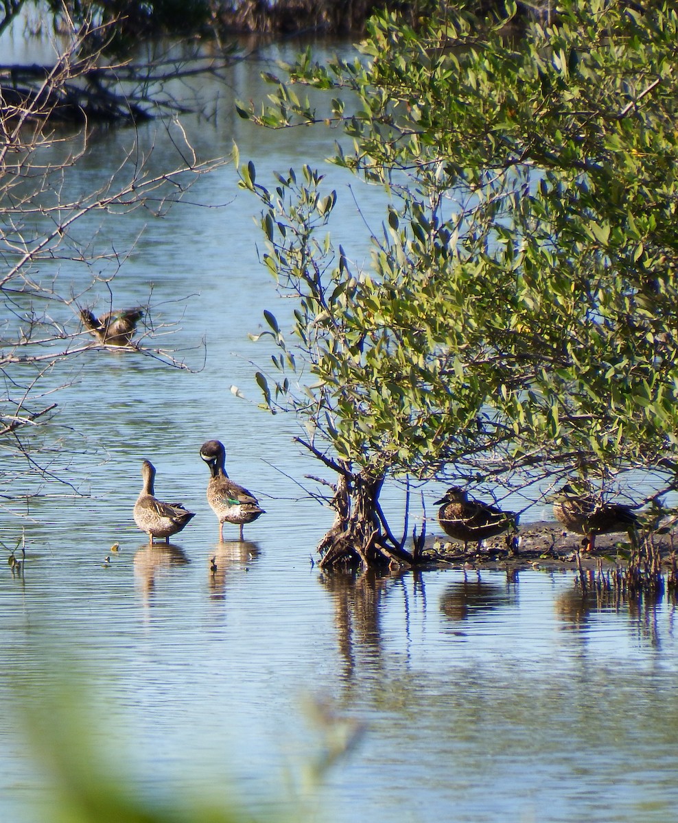 Blue-winged Teal - Gilberto Flores-Walter (Feathers Birding)