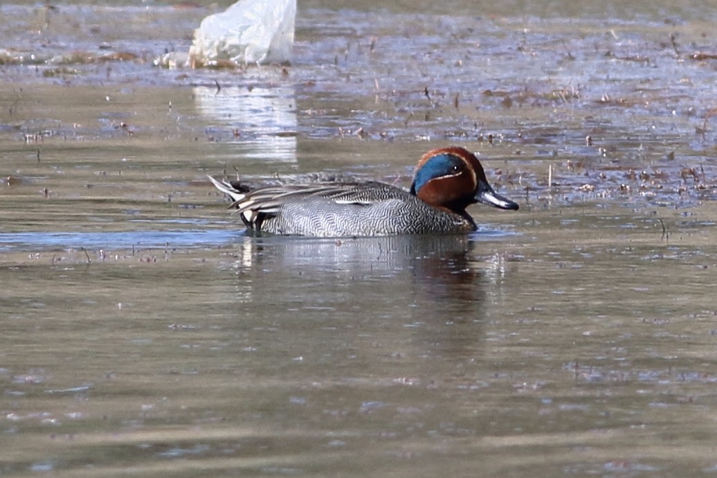 Green-winged Teal - ML215371771