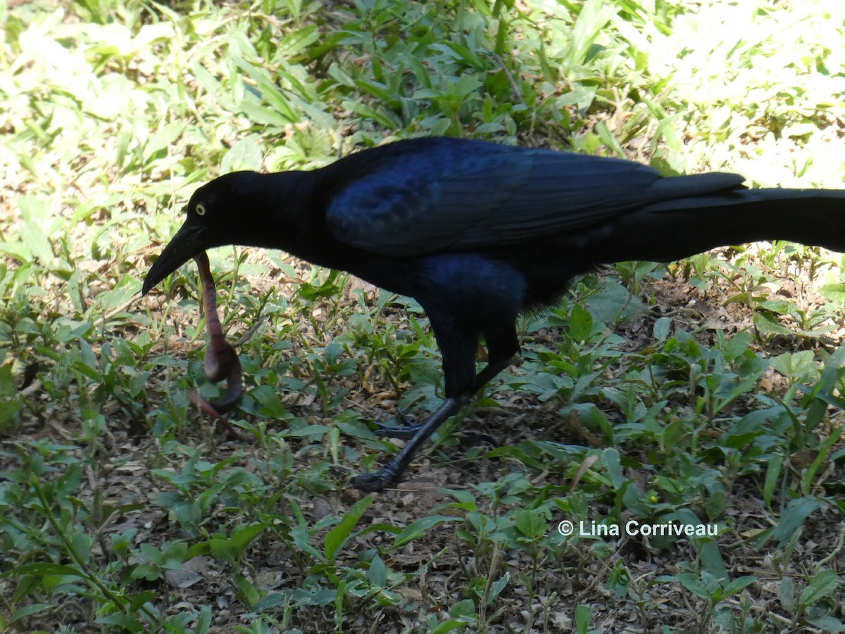 Great-tailed Grackle - ML215374231