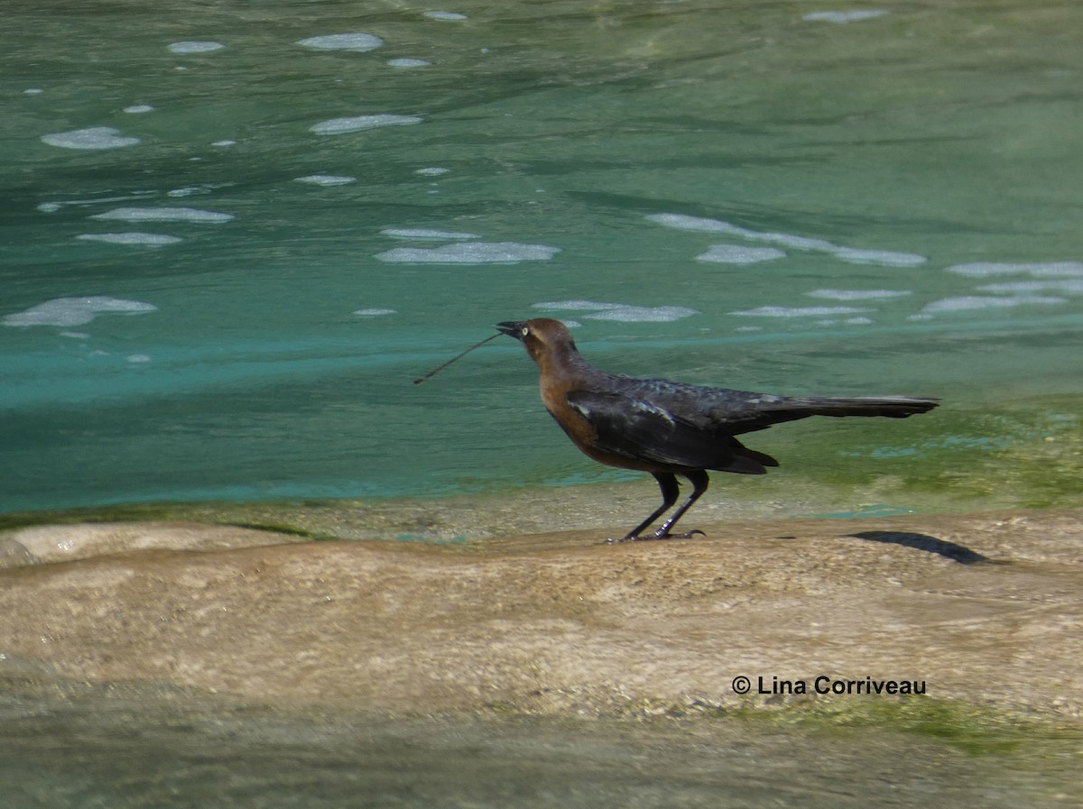 Great-tailed Grackle - ML215374241