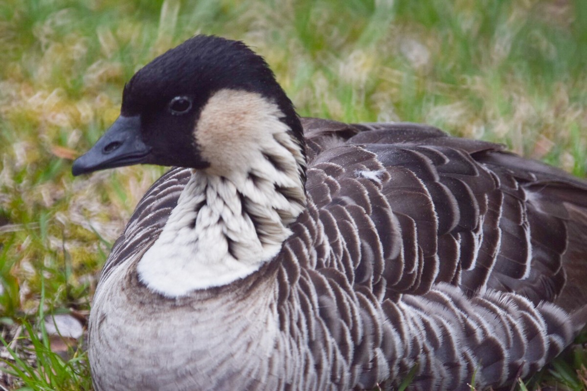 Hawaiian Goose - Luke Bemish