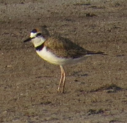 Collared Plover - Pat Heirs