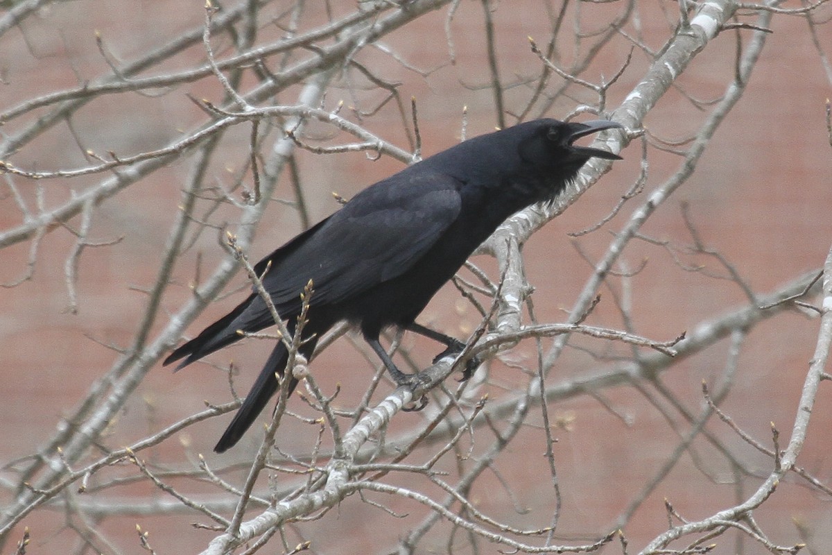 Fish Crow - Kent Fiala