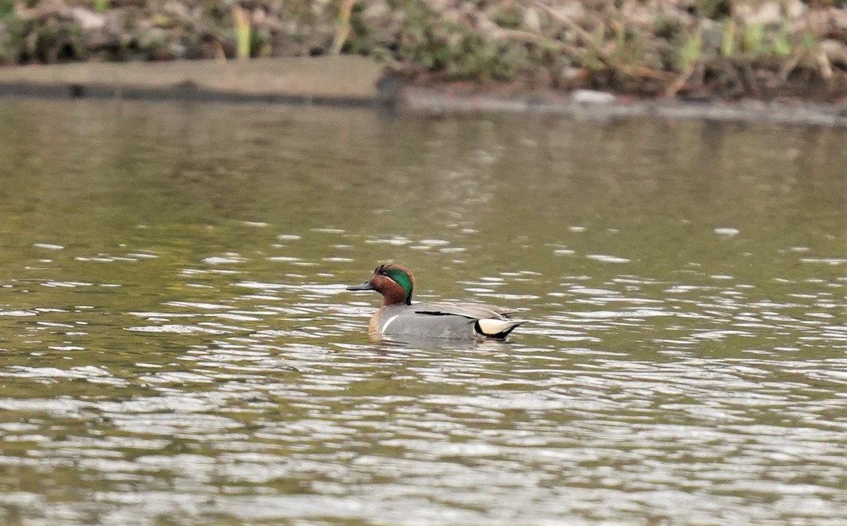 Green-winged Teal - ML215382431