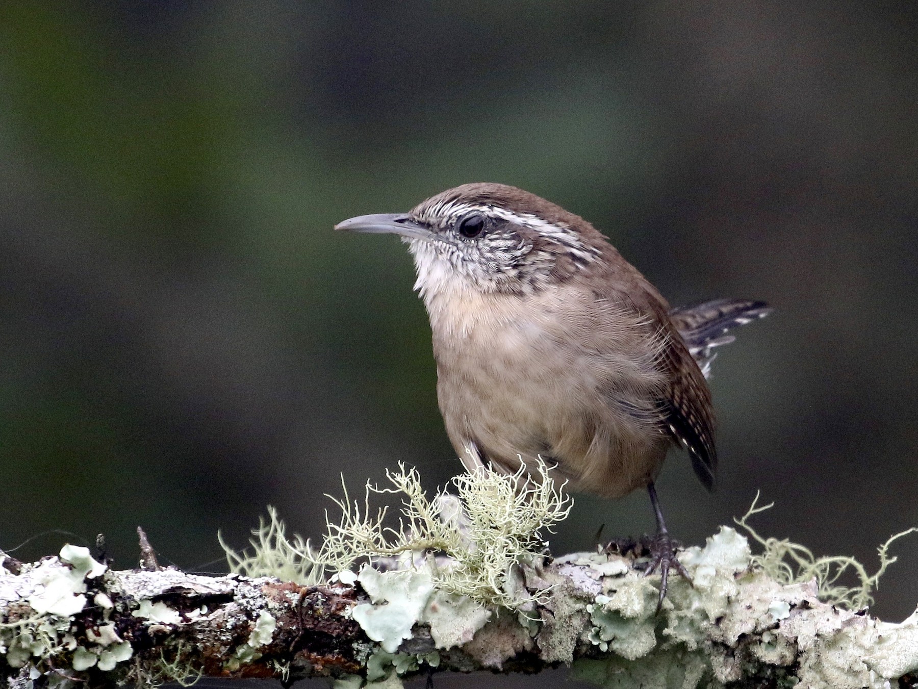 Carolina Wren - John van Dort