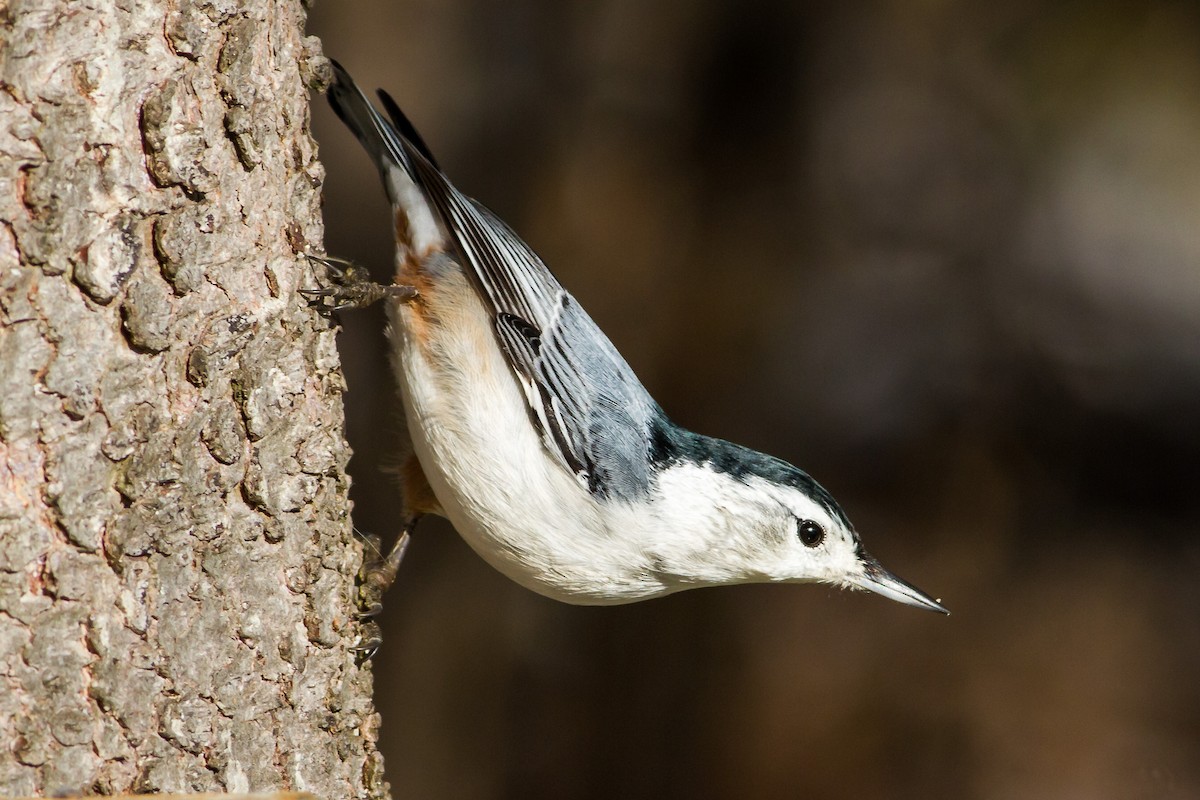 White-breasted Nuthatch - ML21538451