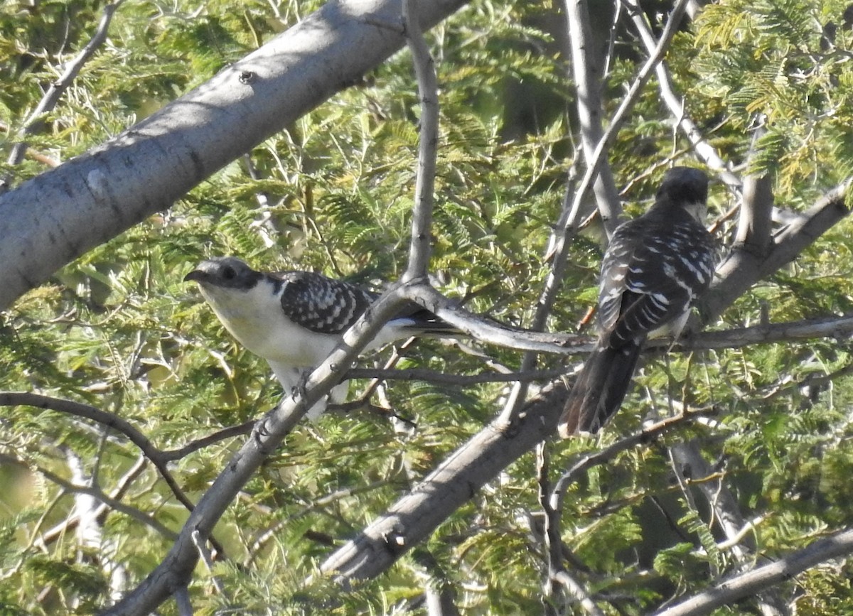Great Spotted Cuckoo - ML215387971