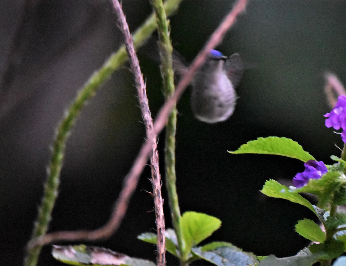 Violet-headed Hummingbird - ML215388271